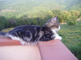 Colle Donatucci