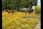 Colle Donatucci