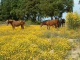 Colle Donatucci