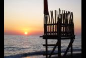 Cormorano