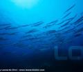 DIVING ARGENTARIO DIVERS