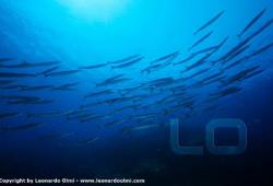 Diving Argentario Divers