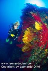 Argentario Divers