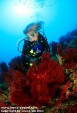 Argentario Divers
