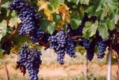 Azienda Bruni