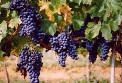 Compagnie de vin Azienda Bruni