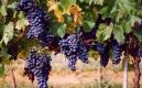 Cantine Azienda Bruni