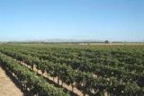 Azienda Bruni