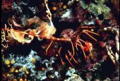 Diving Centro Sub a Cecina