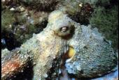 Diving Centro Sub a Cecina