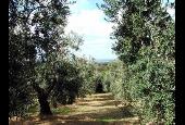 Fonte di Foiano