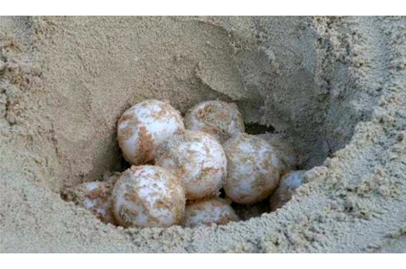 Uova di tartarughe a Rimigliano