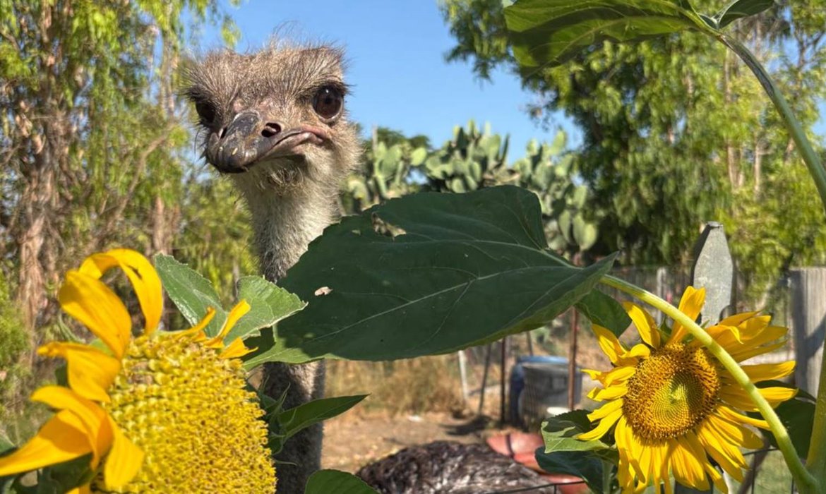 Agriturismo Podere 571