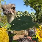 Agriturismo Podere 571