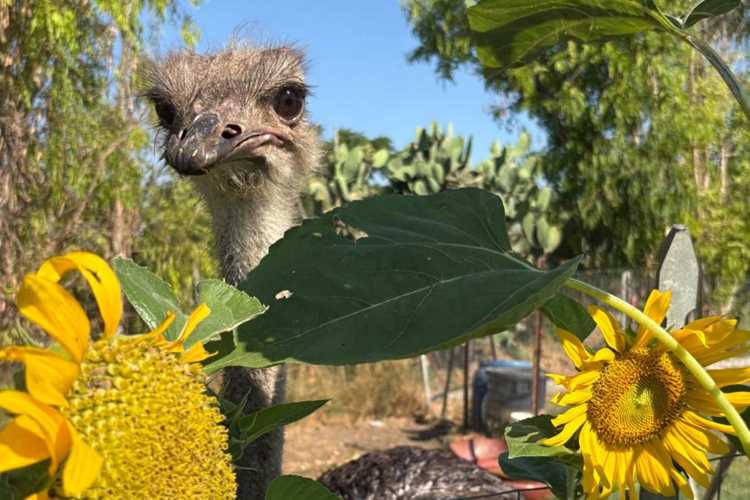 agriturismo Podere 571 Capalbio