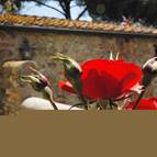 TENUTA DI VIGNALE