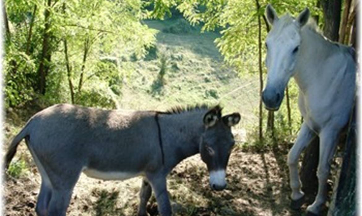 Agriturismo Fattoria le Case