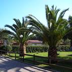 CAMPING VILLAGE OASI