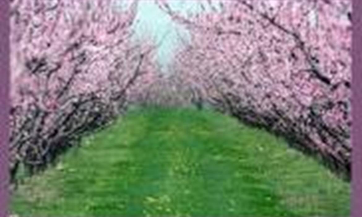 Appartamenti Il Cipresso