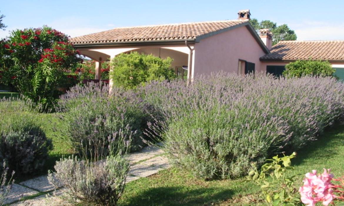 1 Agrifoglio