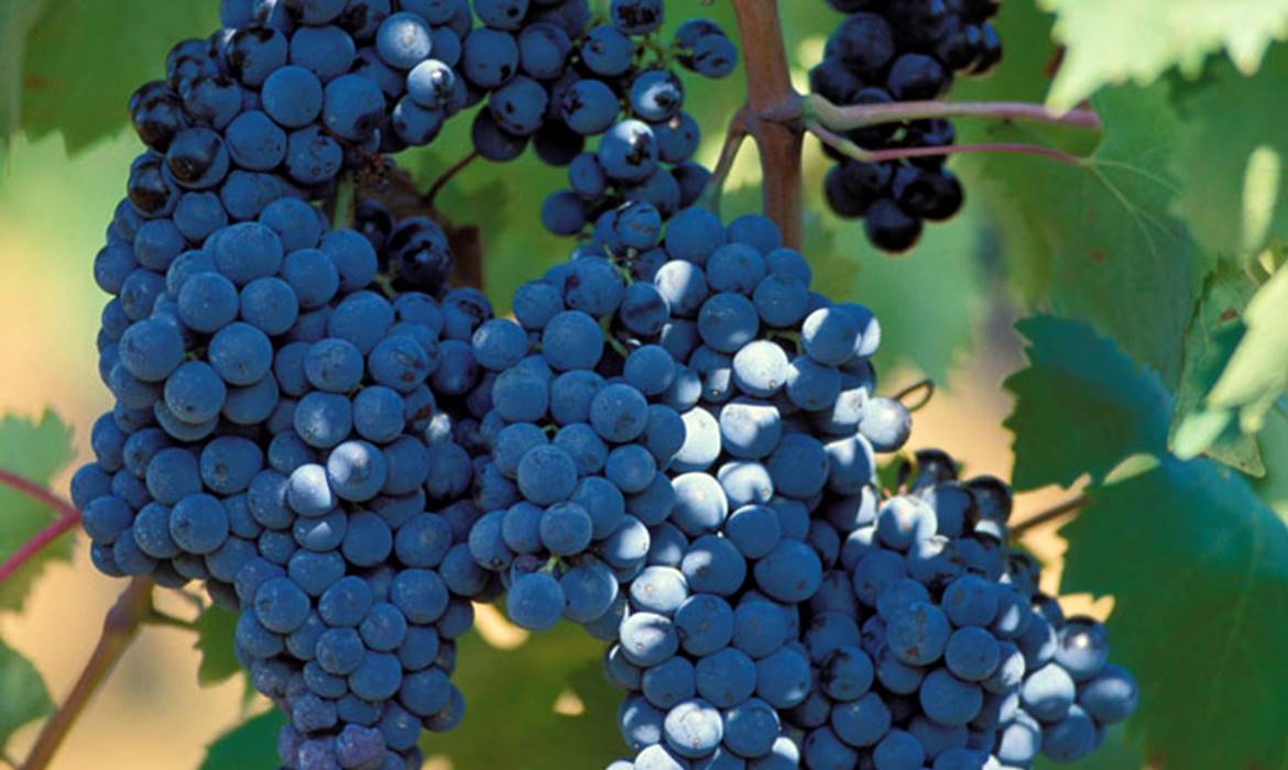 Aziende Vinicole Maremma alta