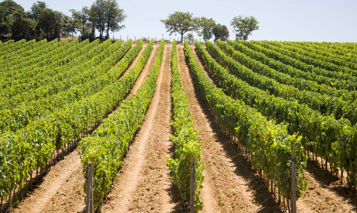 Aziende Vinicole Maremma alta