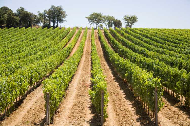 aziende vinicole Maremma alta Gavorrano