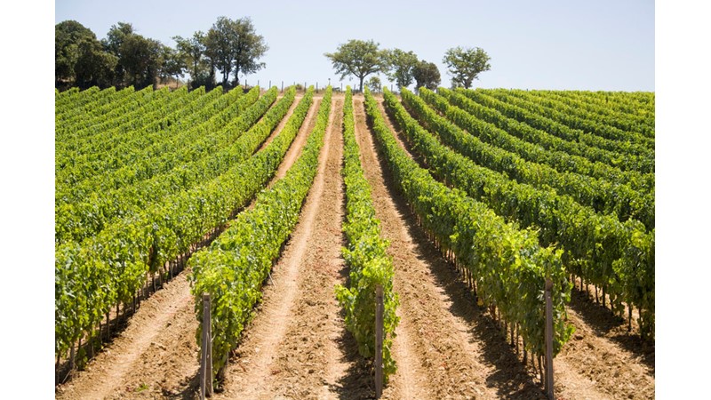 Grosseto/gavorrano/aziende vinicole Maremma alta