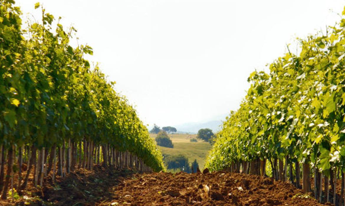 Agriturismo Le Siepi