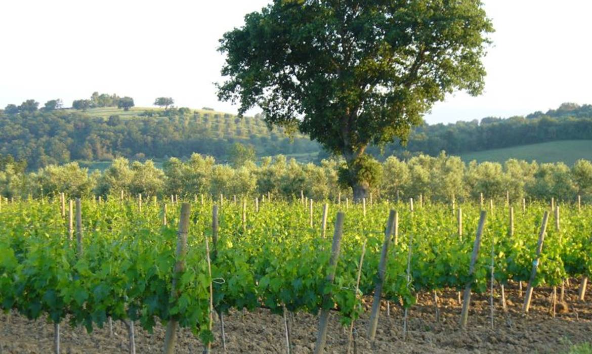 Agriturismo Le Siepi