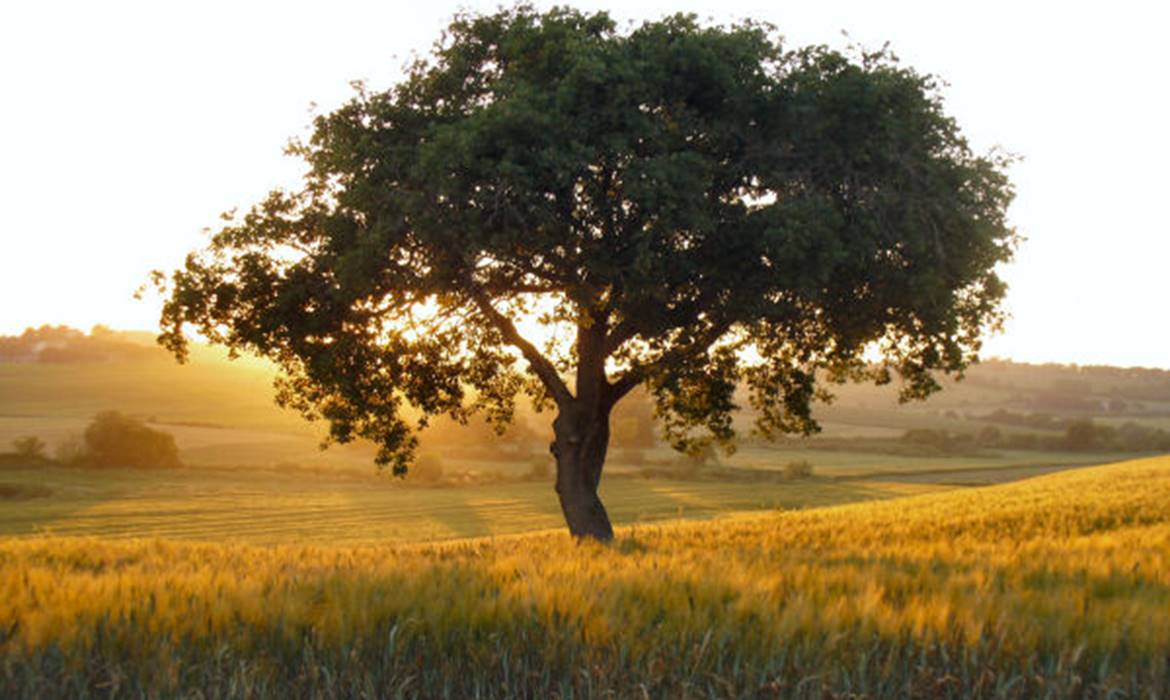 Agriturismo Le Siepi