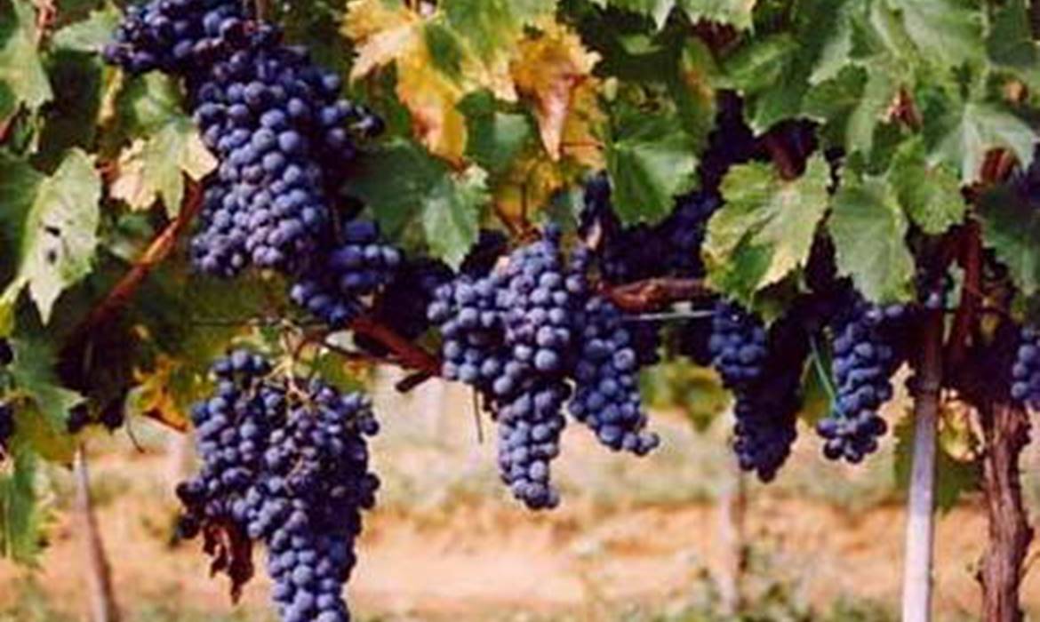 Wino zaklad Azienda Bruni