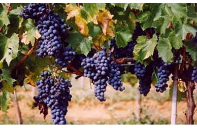 Winery Azienda Bruni