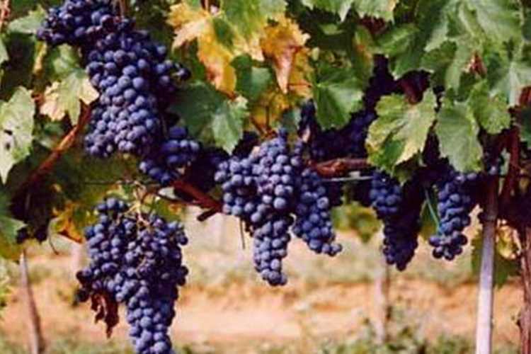 aziende vinicole Azienda Bruni Fonteblanda