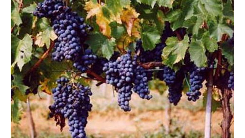 En/grosseto/fonteblanda/winery Azienda bruni