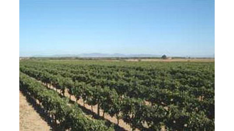 Grosseto/fonteblanda/aziende vinicole Azienda bruni