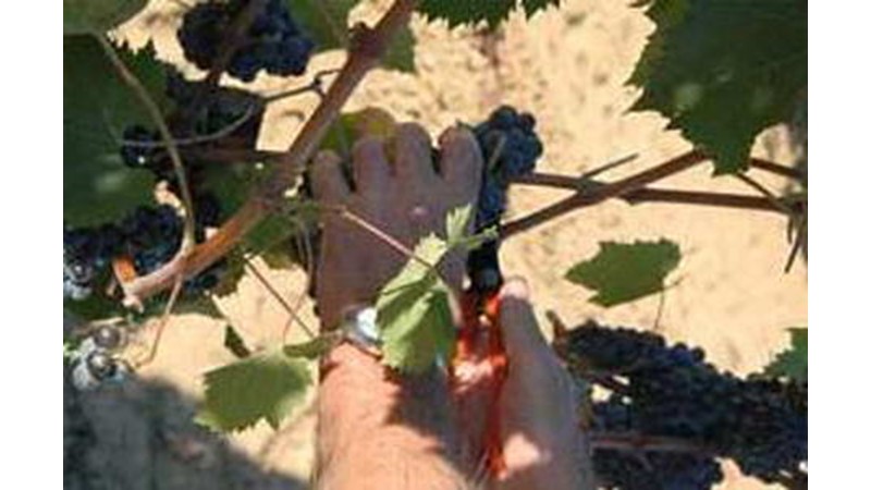 Grosseto/fonteblanda/aziende vinicole Azienda bruni