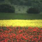 Campeggio La Finoria